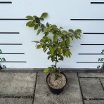 Hrab obyčajný (Carpinus betulus) - výška 40-70 cm, kont. C2L